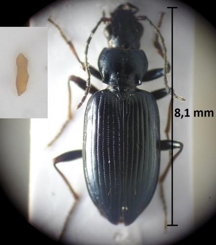 Bembidion ascendens